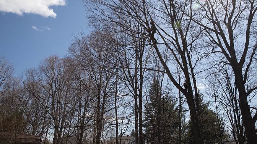Services professionnels émondage arbres à Boisbriand