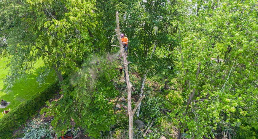 Services professionnels en abattage d'arbres à Laval, Montréal et Rive-Nord