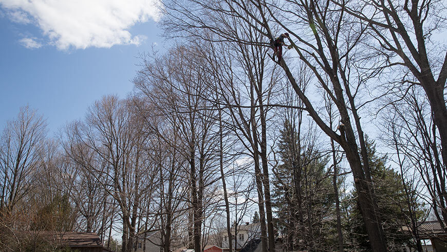Services professionnels élagage arbres à Laval, Montréal et Rive-Nord