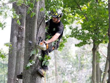 Abattage arbre malade - grimpeur professionnel